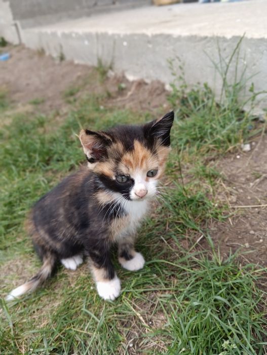 Віддам котів ціна 50 грн всі дівчата  в добрі руки білого кота нема