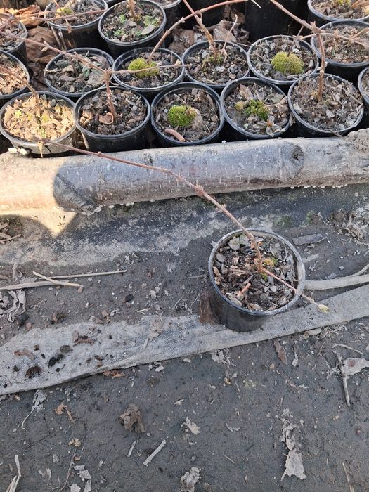 Продається жимолость їстівна