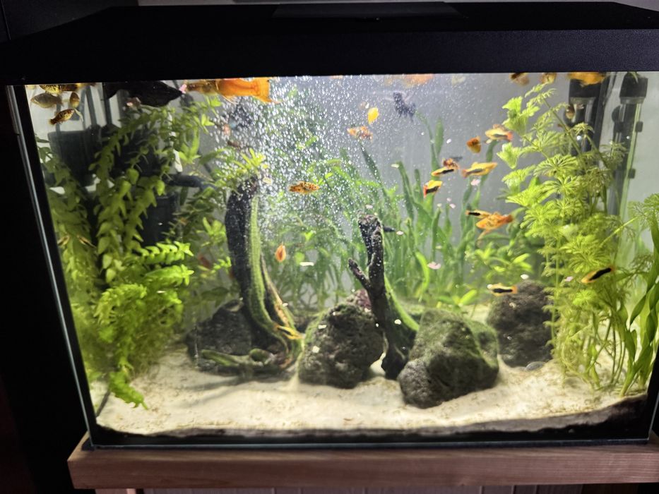 Akwarium 72L z rybkami