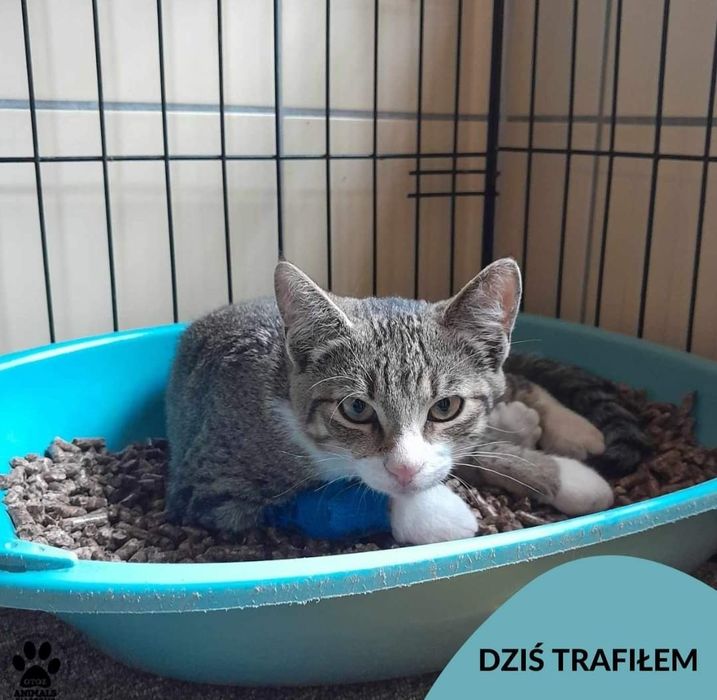 Kocurek znaleziony w Gdyni szuka (nowego) właściciela