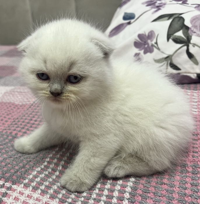 Шотландські дівчатка