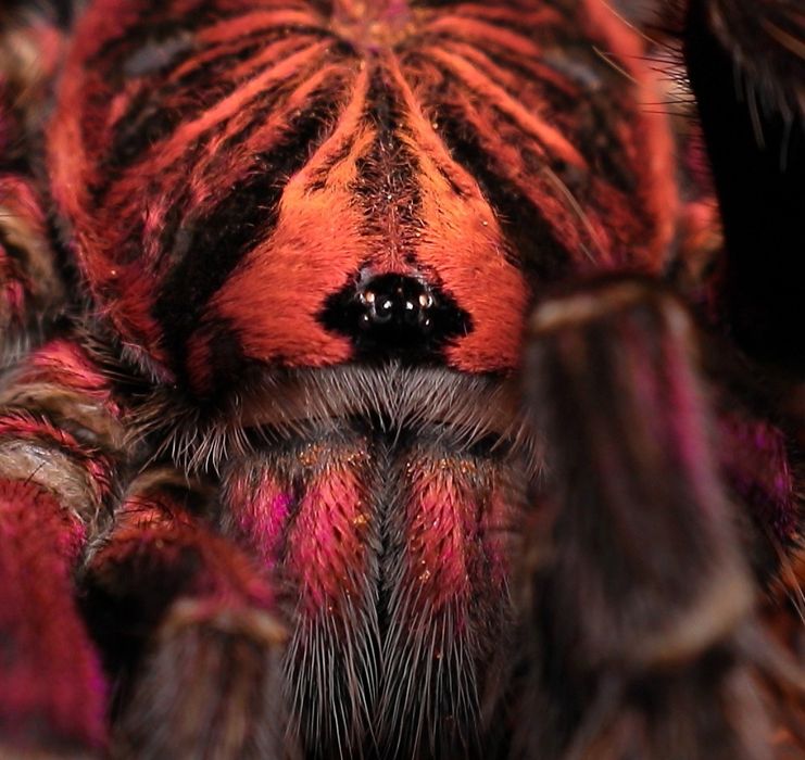 Pamphobeteus sp. Machala L2