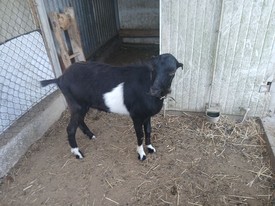 6 cabras femeas e 1 macho com cerca de 1 ano