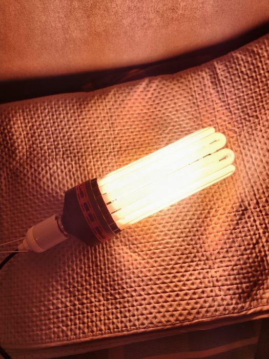 Żarówka CFL 300W na kwitnienie