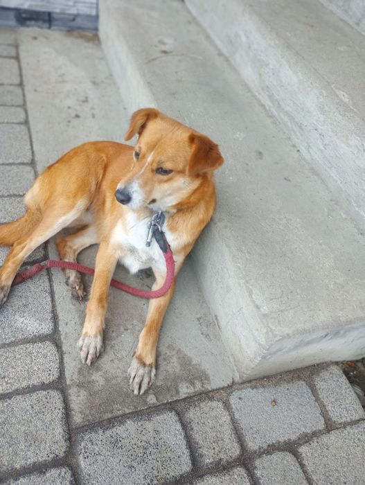 Oddam suczkę mieszańca