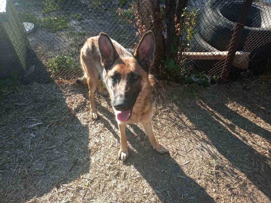 Бельгийская овчарка щенки