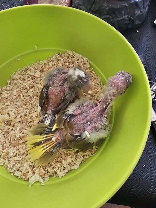 Kakarakis para acabar de criar á mao ,tb tenho rosicolis