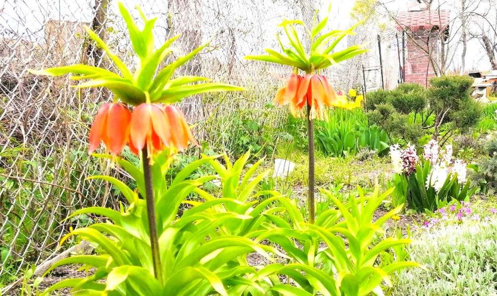 Продам гортензии Пинки Винки, Полар Бир и др. растения