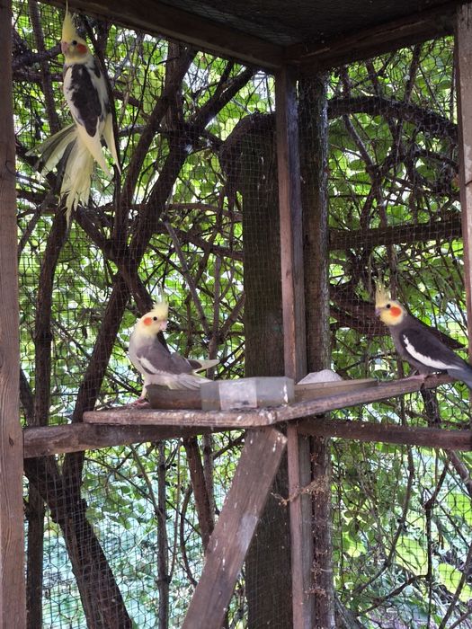 Papuga nimfa papugi nimfy młode