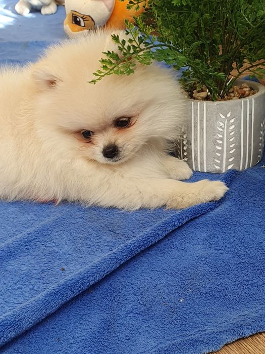 Szpic miniaturowy pomeranian/Malutka sunia
