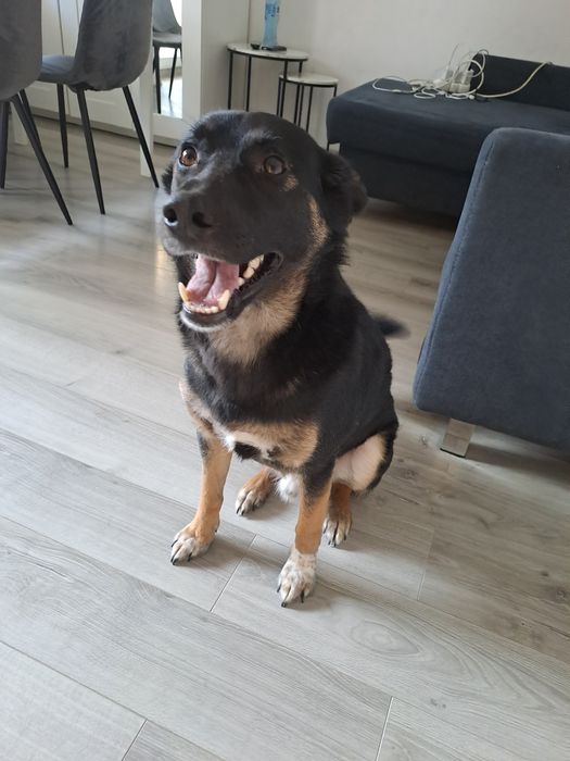 oddam psa w dobre ręce, spokojny, rodzinny, kochający dzieci