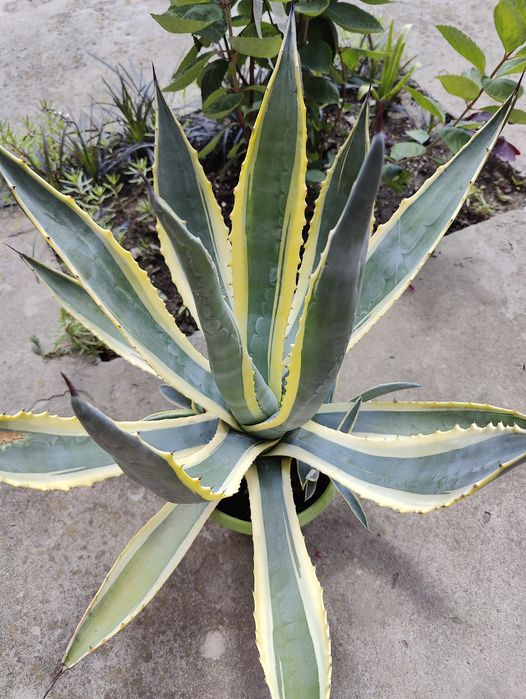 Продам агаву верієгатну.