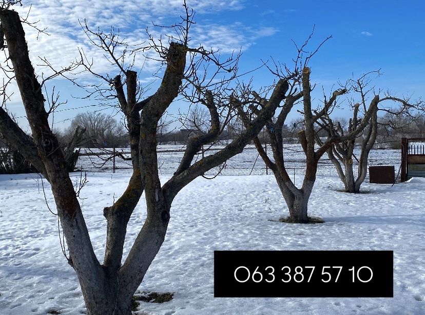 Професійна обрізка плодових дерев саду .