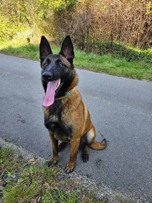 Owczarek belgijski malinois