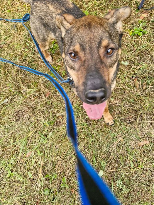 Klops do adopcji