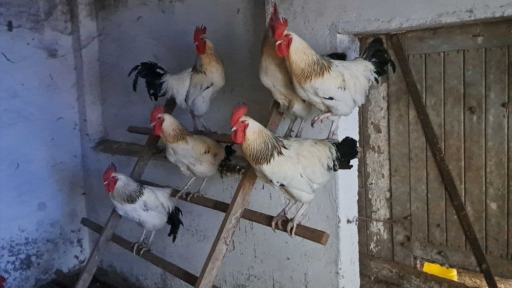 Sprzedam kogutki tegoroczne