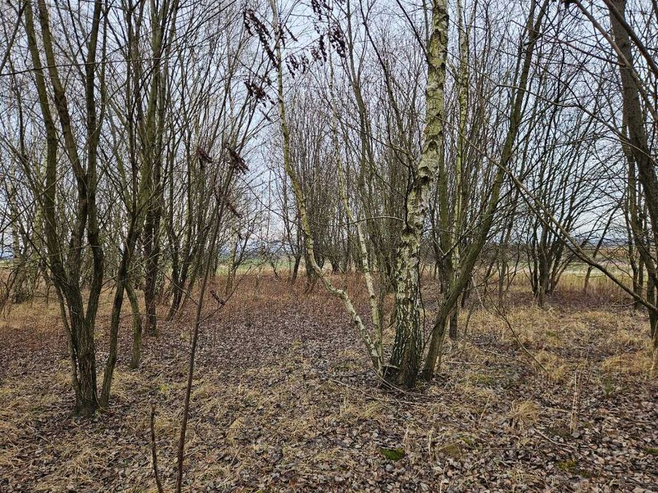 Działka leśna, las, Zgłobień