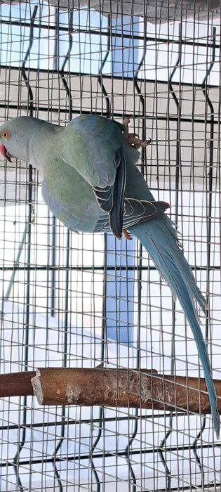 Ring necks 2023 e 2024 e 2025