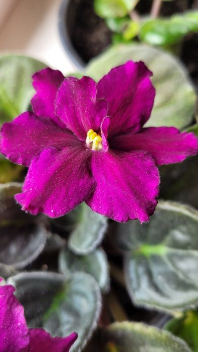 Продам  фіалки !