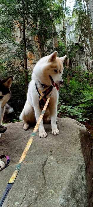 Siberian Husky/Suczka, Wybitna, ciemnooka