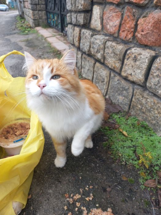 Молодий котик проситься в сім'ю