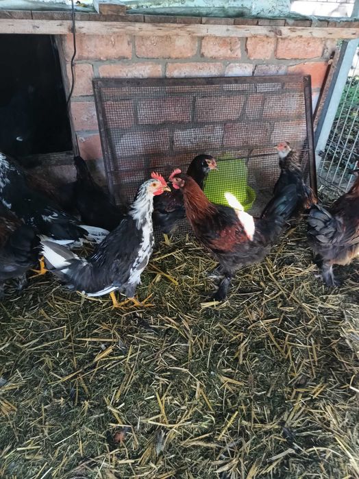 Koguty Marans, Araucana, Leghorn Exchequer