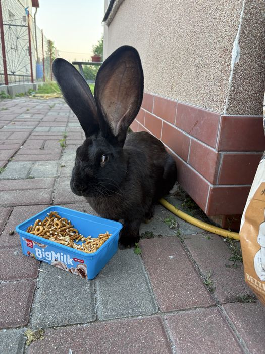 Królik Baks szuka domu