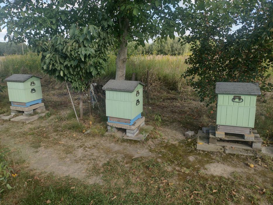 3 Ule wielkopolskie 10 ramkowe z pszczołami. pszczołami