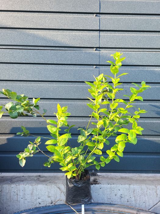 Саджанці лохини голубики 3 річні 2.5л опт