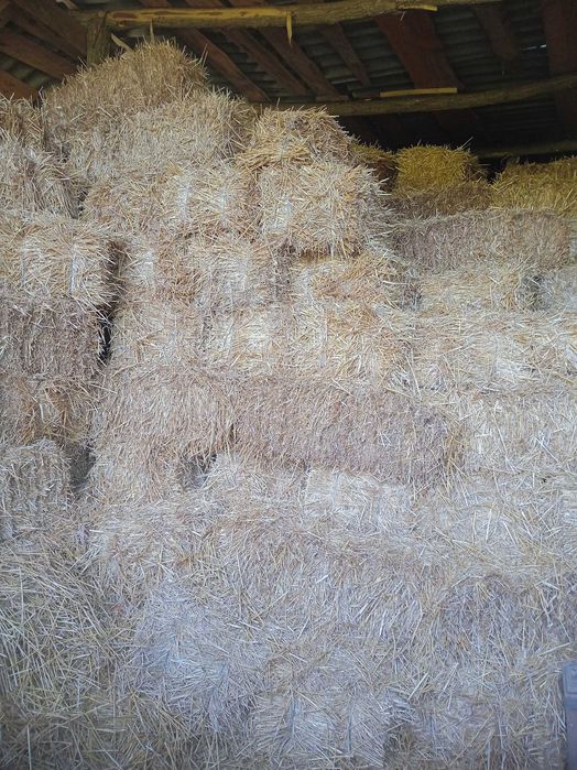 Продам пшеничні тюки