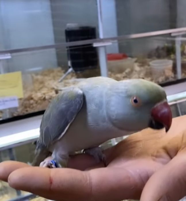 Ring Neck demosticados