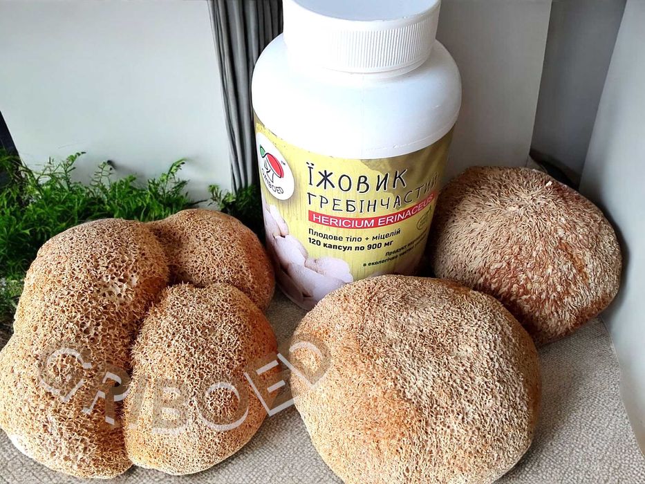 ЕЖЕВИК гребенчатый в капсулах. УЛУЧШЕННАЯ ФОРМУЛА! Месячный курс.