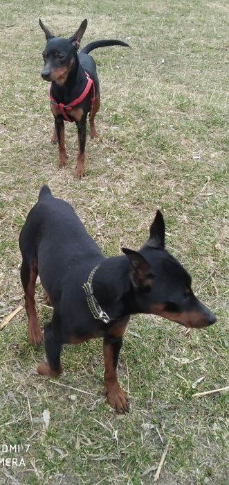 Цвергпінчер ,міні пінчер,міні доберман ,