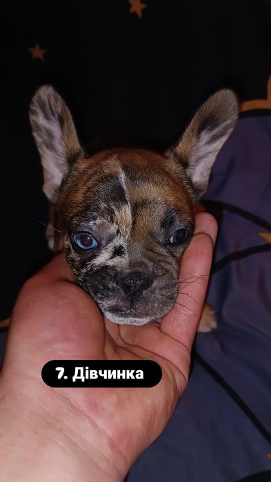 Неймовірні цуценята французького бульдога — 2 місяці