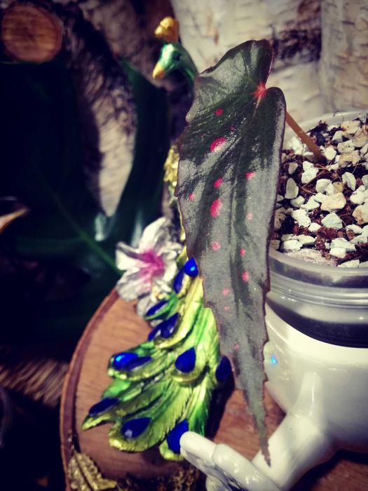 Begonia DarthVaderiana x Amphioxus UNIKAT ! wielka rzadkość roślina kolekcjonerska nie monstera