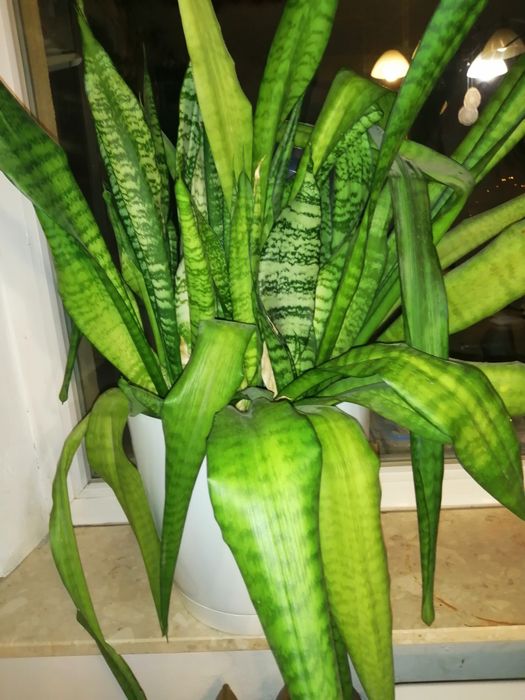 Sansewieria gwinejska