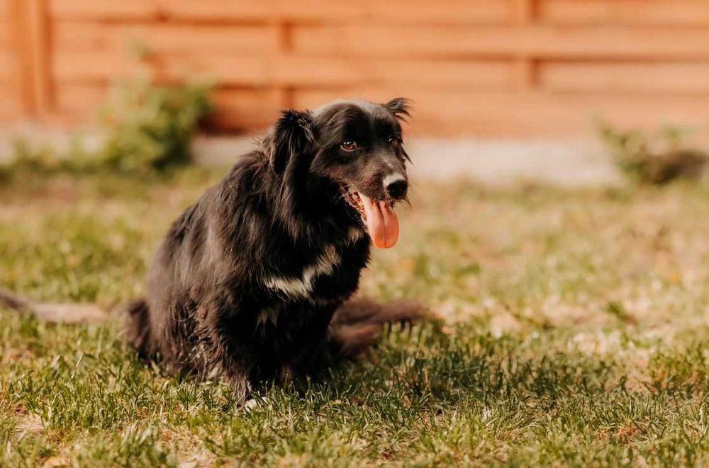 Tobi i jego wesoło merdający ogonek polecają się do adopcji :)
