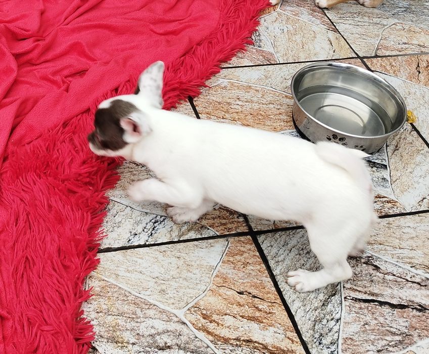 Chihuahua biało liliowa