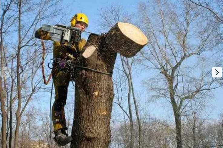 Спил деревьев. Обрезка плодовых деревьев. Расчистка участка