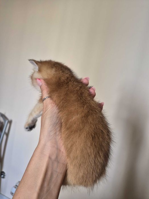 Maravilhoso menino a venda