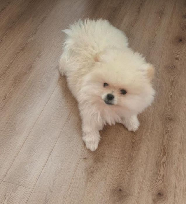 Померанский шпиц. Мальчик.