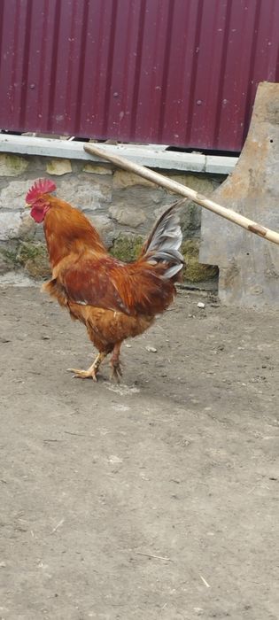 Молодий плодоносний великий голосний півень для Ваших курочок