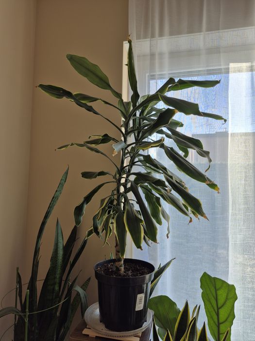 Dracena wonna - roślina doniczkowa