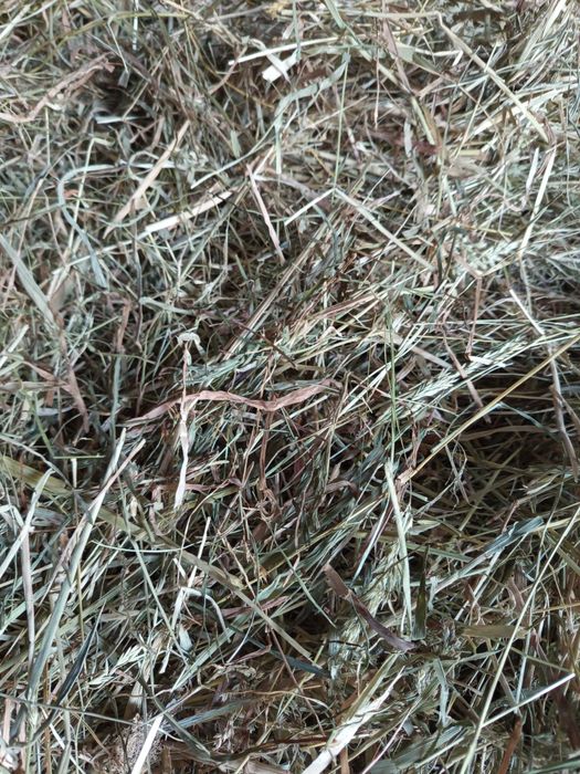 Siano w belach 130x120