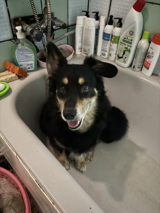 Пес, метис коргі в хороші руки