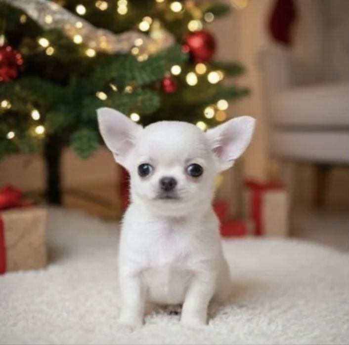 Суперміні шикарний білий малючок бебіфейс