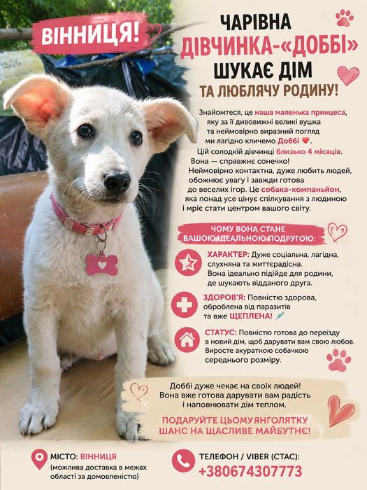 Дівчинка Доббі, 4 місяці, шукає люблячу родину