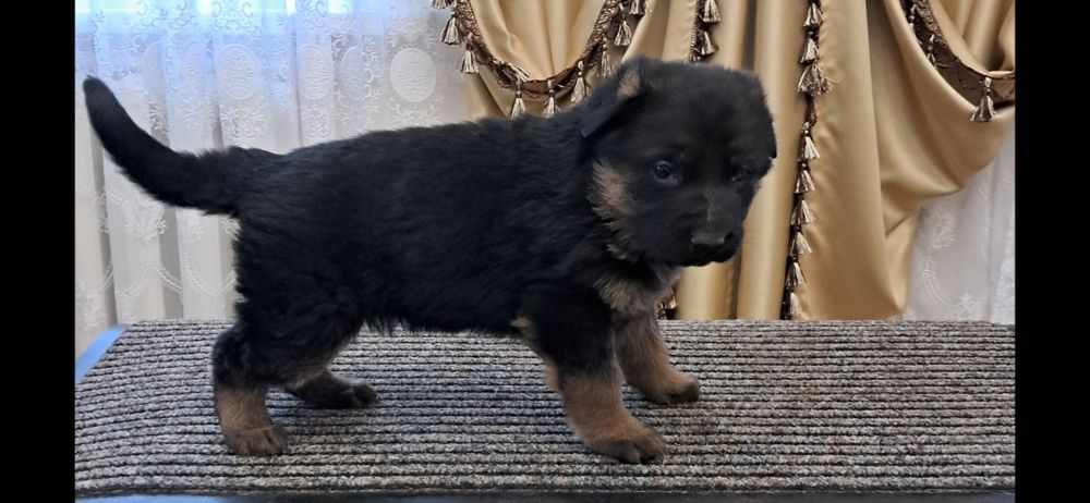 Цуценята німецької вівчарки