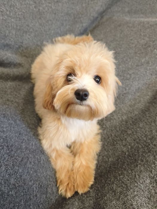 Мальтіпу Міні дівчінка 6місяців вага 2 кг