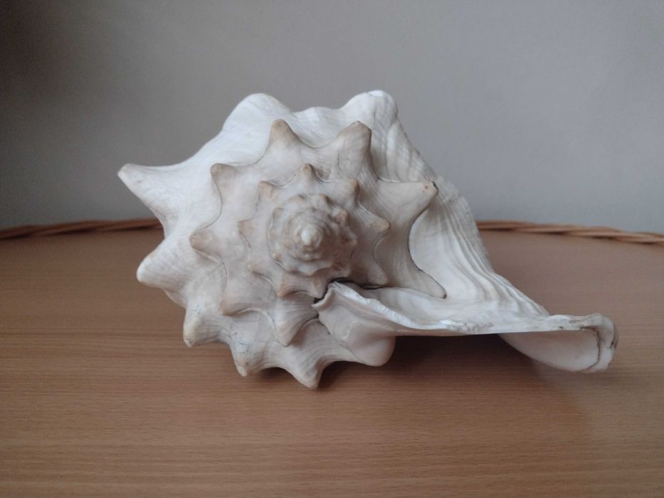 Akwarium muszla morska 23,5cm Warszawa